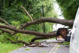 down tree.jpg